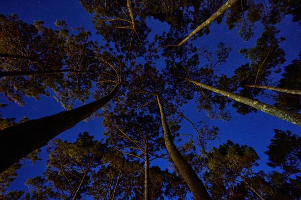 istock View vertically upwards in the pine forest to the blue starry sky 1780609641