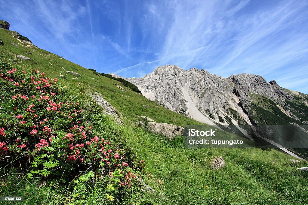 Alpine meadow - Foto de stock de Aire libre libre de derechos