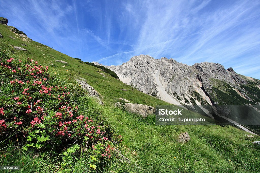 Prato alpino - Foto stock royalty-free di Alpi