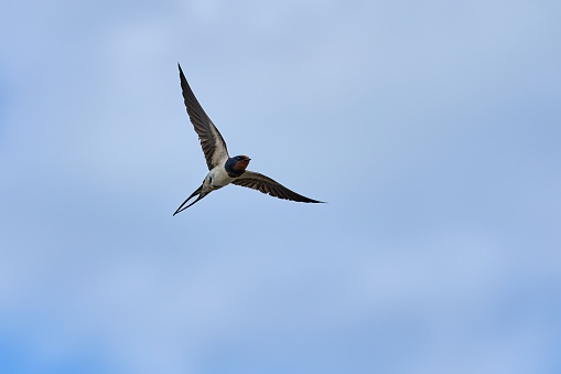 barn swallow, Hirundo rustica, Bassin D'Arcachon, Audenge, France