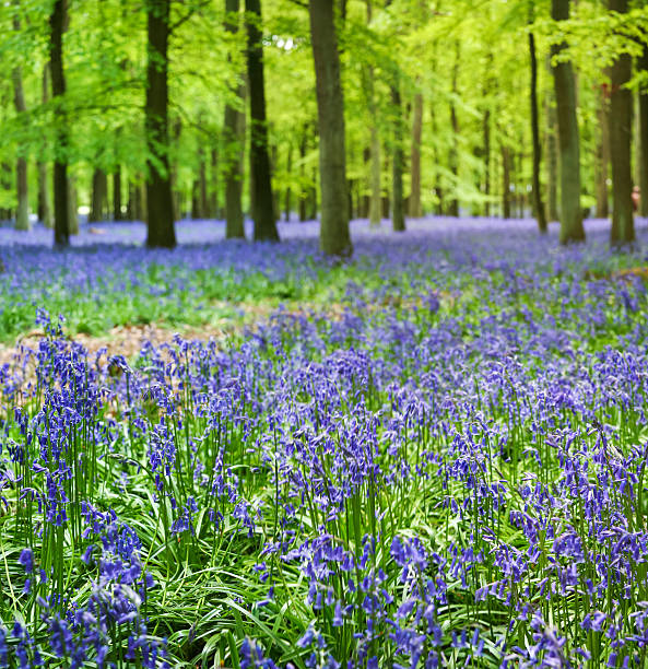 small bluebellls flowers carpet the floor of ashridge woods near berkhamsted in the chiltern hills hertfordshire engalnd