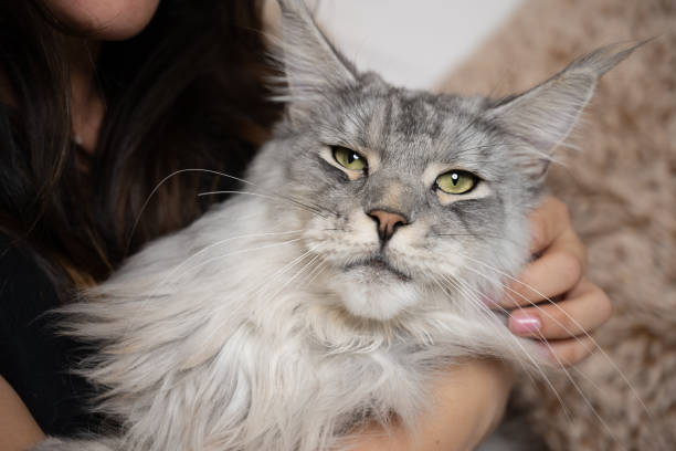 istock Enormous cat loves to be held. 1780615058