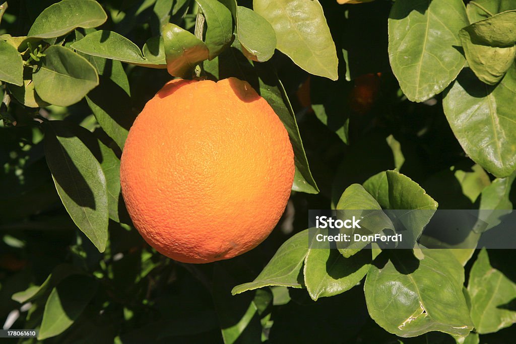 Tomates laranja na Árvore - Royalty-free Alimentação Saudável Foto de stock