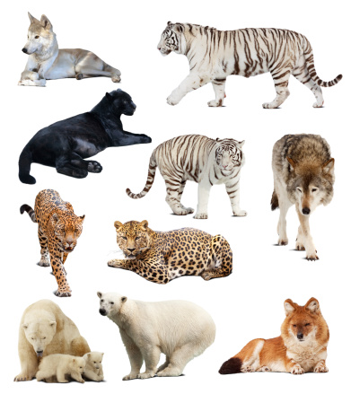 Set Of Carnivores Animals Stock Photo - Download Image Now - Cut Out,  Jaguar - Cat, Tiger - iStock