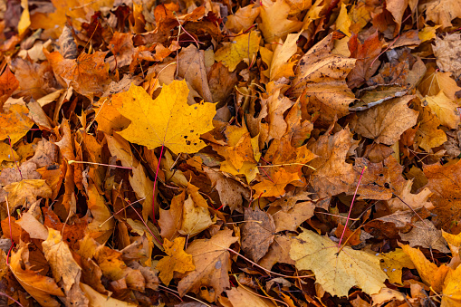 Many colorful leaves in the autumn colors yellow, orange and brown cut out in a pile