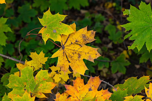 Several leaves of maple or Norway maple in green, yellow and orange in fall