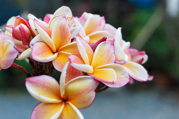 istock Plumeria frangipani 178062346