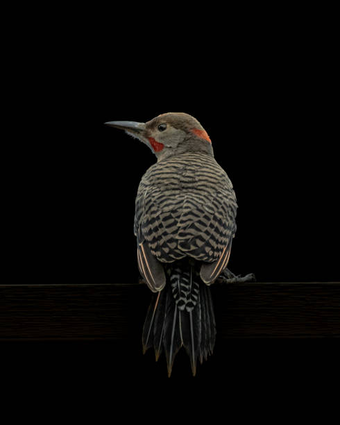 Black background male northern flicker close up shot