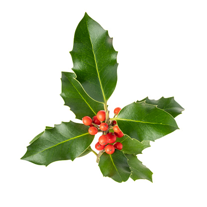istock Christmas holly with red berries 1780625002