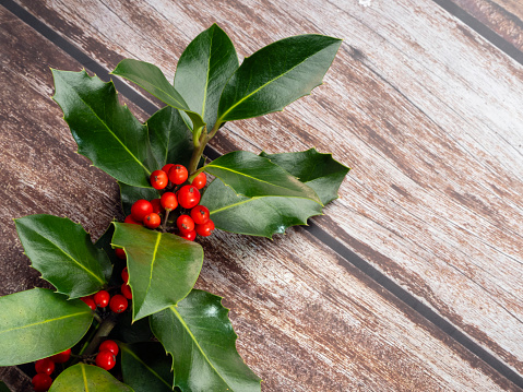 Christmas holly with red berries