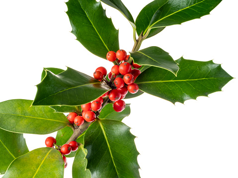 Christmas holly with red berries