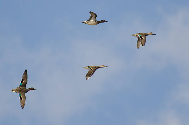istock Four Green-Winged Teals Flying in a Cloudy Sky 178062824