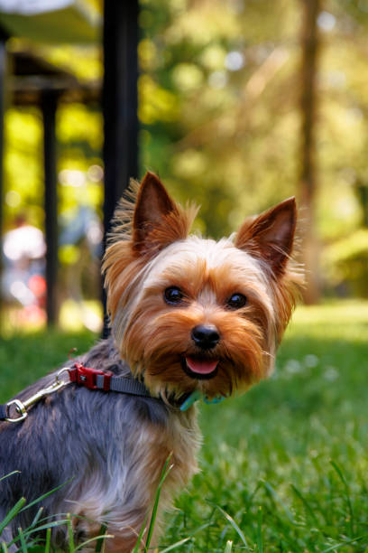 istock Yorkshire Terrier on a green grass in the park in autumn 1780628370
