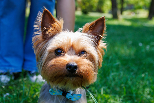 The Yorkshire Terrier, also known as a Yorkie, is a British breed of toy dog of terrier type. It is among the smallest of the terriers and indeed of all dog breeds