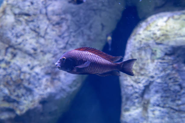 istock Aquarium fish in Eskisehir Zoo. 1780637706