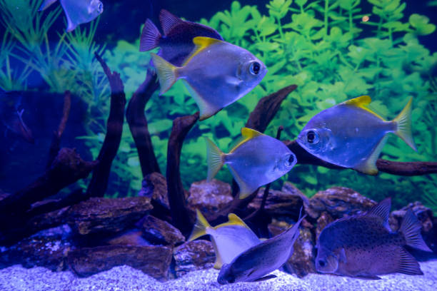 istock Aquarium fish in Eskisehir Zoo. 1780642118