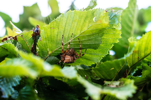 Araneus diadematus European garden spider hiding under a leaf in a garden.