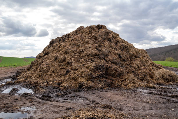 Agricultural manure in the country field Heap of agricultural manure in the country field cow dung stock pictures, royalty-free photos & images