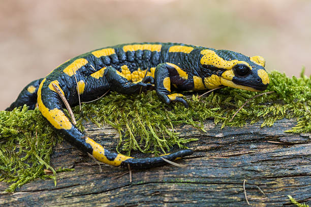 fire salamander a black yellow spotted fire salamander salamander stock pictures, royalty-free photos & images