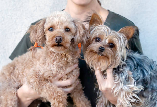 istock My furry friends 1780647926