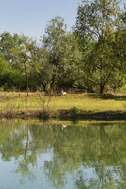 sheeps feasting en un entorno pastoral - sheeps through time fotografías e imágenes de stock