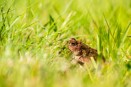 Common toad Bufo Bufo sitting in grass.