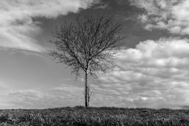 istock Tree on the hill in black and white 1780649577