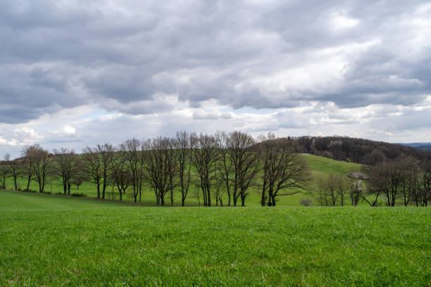 istock Landscape with trees, grass and cloudy sky in spring 1780649700