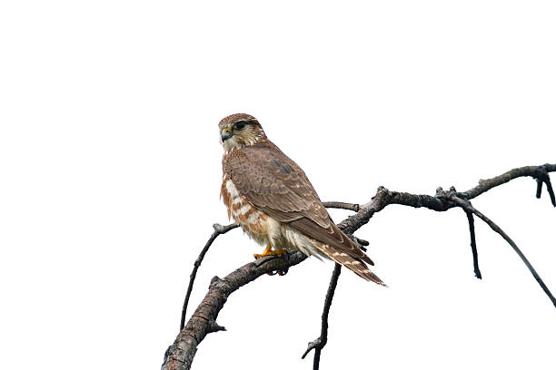 Merlin falcon - Photo