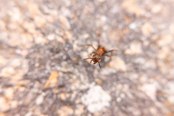 Macro photo of ant on asphalt.