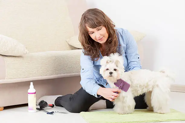Smiling woman grooming a dog purebreed maltese on the floor at home