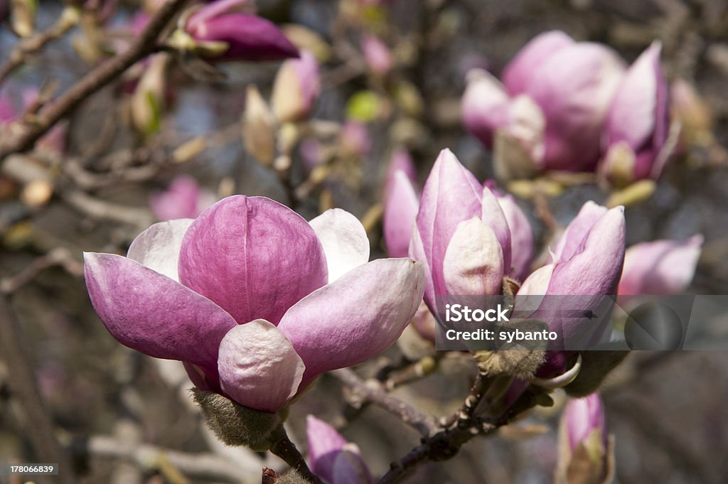 Magnolienbaum - Lizenzfrei Baum Stock-Foto