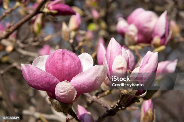 Magnolienbaum Stockfoto und mehr Bilder von Baum - Baum, Blume, Blüte