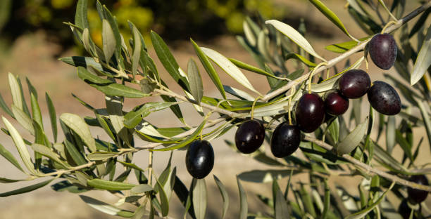 istock Ripe olives on a branch on a sunny day. 1780670507