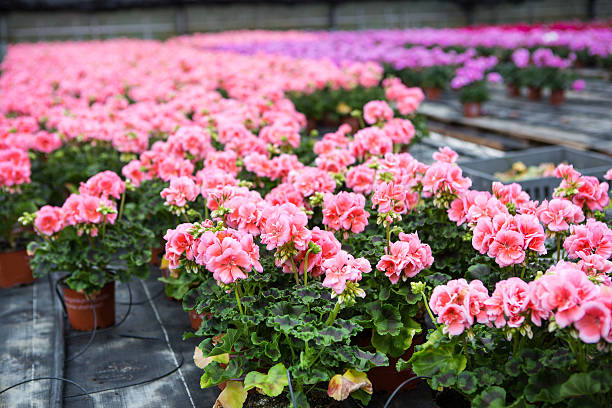 istock Greenhouse with blooming geranium flowers 178067210