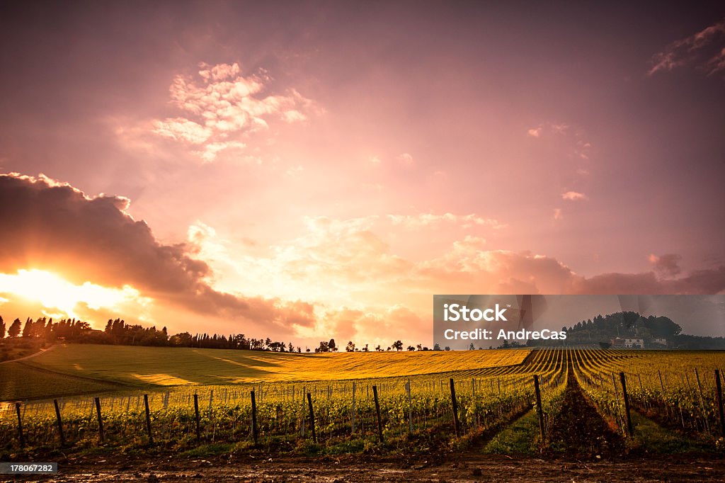 Chianti Vineyard - Photo de Agriculture libre de droits