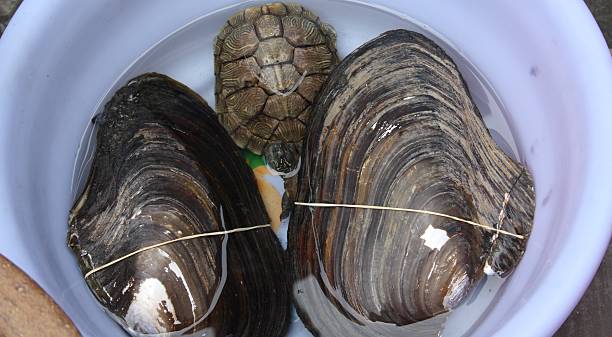 istock Turtle and Freshwater Mussels in a Chinese Kitchen Pan. 178067358