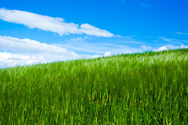 istock Wheat moved by wind, Val Trebbia, Italy 178067368