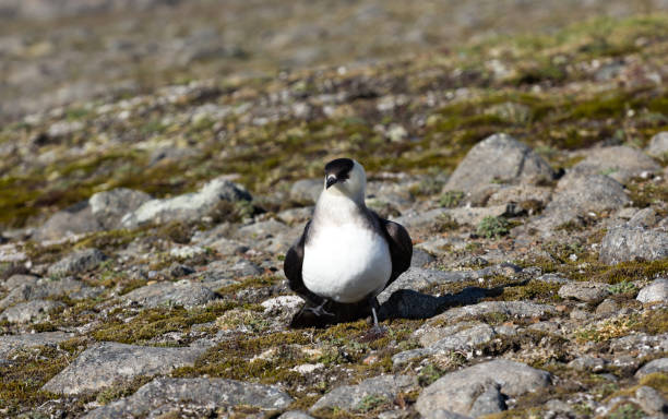 арктический поморник (richardsons skua, паразитический егерь) - richardsons skua стоковые фото и изображения