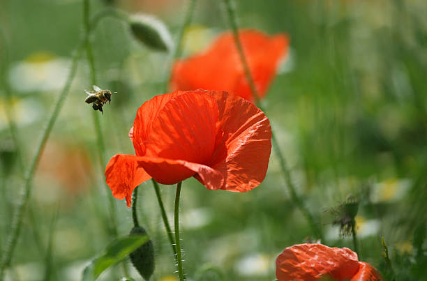 istock Bee and poppy flower 178068123