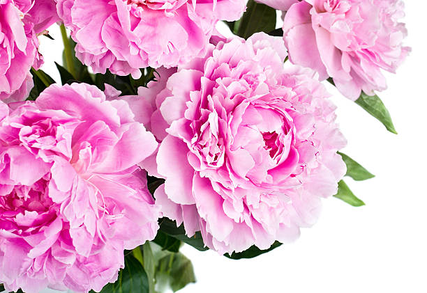 Fiori di peonia rosa - foto stock