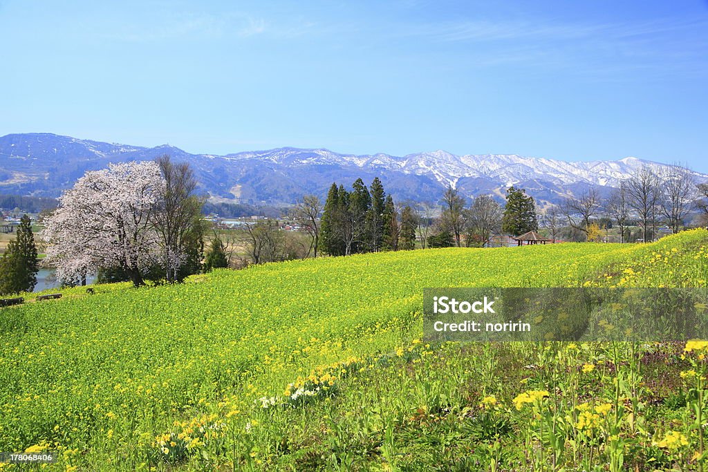 Campo de colza y a las montañas - Foto de stock de Agricultura libre de derechos