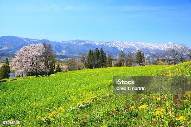 Campo De Colza Y A Las Montañas Foto de stock y más banco de imágenes de Agricultura - Agricultura, Aire libre, Ajardinado