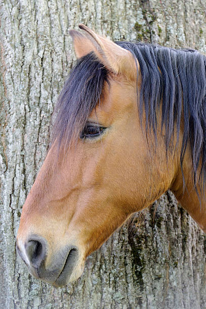 istock Chestnut Horse in Profile Close-Up 178068438