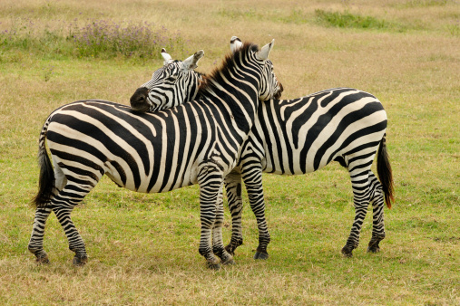 Wildlife Zebras in safari in Africa