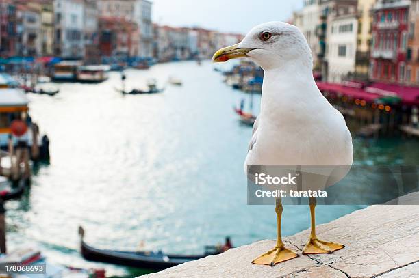 Mewa W Wenecji - zdjęcia stockowe i więcej obrazów Europa - Lokalizacja geograficzna - Europa - Lokalizacja geograficzna, Fotografika, Gondola