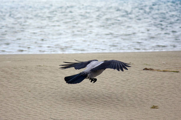 Hooded crow on seaside. Crow gathers food, is hosting on beach at low tide