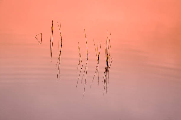istock Grasses in water at sunrise 178068755