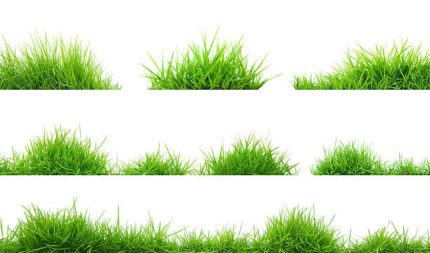 grass grass on white background blade of grass photos stock pictures, royalty-free photos & images