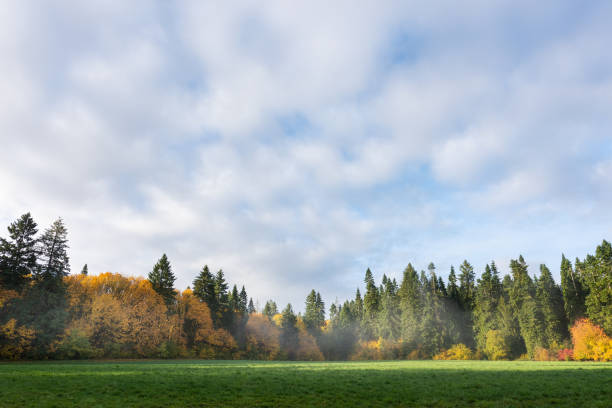 Foggy autumn forest morning landscape